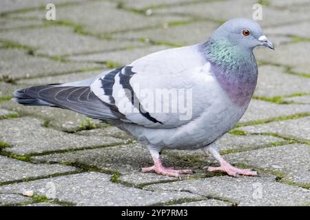 Taube auf Pflastersteinen am Morgen Stockfoto