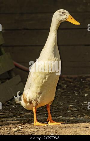 Die indische Running Ente ist in Bewegung Stockfoto