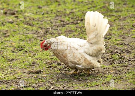 Ein weißes Huhn mit rotem Kamm läuft auf grünem Gras in einem Bauernhof Stockfoto