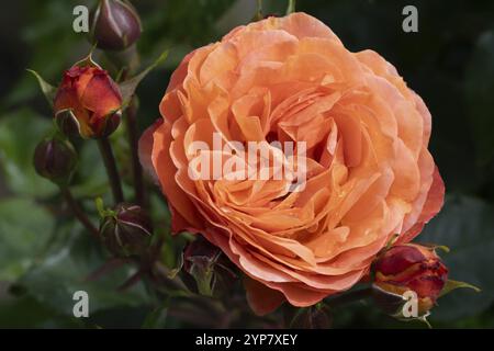 Wunderschöne, orangene Rosen in der Sonne Stockfoto