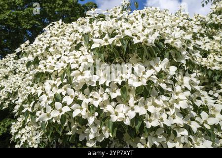 Wunderschöner blühender weißer großer Sträucher Cornus alba Stockfoto