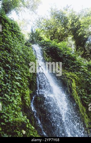 Ein kleiner Wasserfall fließt über moosbedeckte Felsen in Napier, Neuseeland, Ozeanien Stockfoto