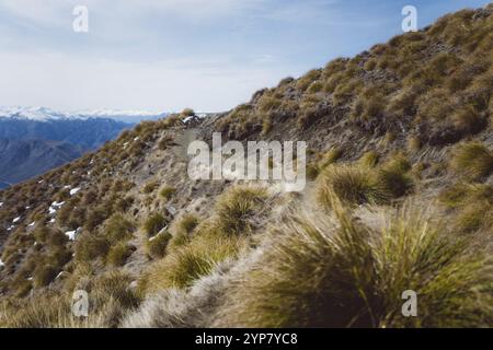 Ein schmaler Pfad schlängelt sich durch eine bergige Landschaft mit Grasbüscheln, Roys Peak, Wanaka, Neuseeland, Ozeanien Stockfoto