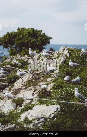 Mehrere Möwen versammeln sich auf felsigem, grünem Küstengelände, Kaikoura, Neuseeland, Ozeanien Stockfoto