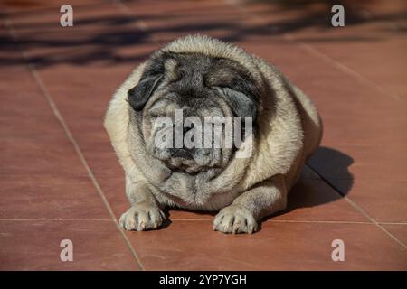 Molliger alter Mops, der in der Sonne ruht Stockfoto