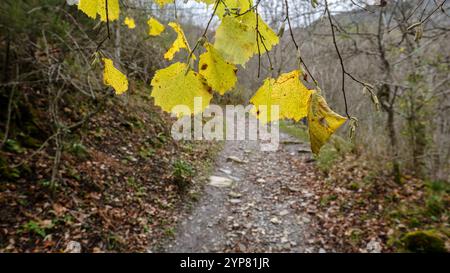 Gelbe Herbstblätter hängen über Wanderwegen im Wald Stockfoto