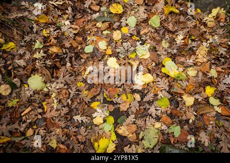 Herbstliche Blätter schaffen farbenfrohe Bodenbedeckung Stockfoto
