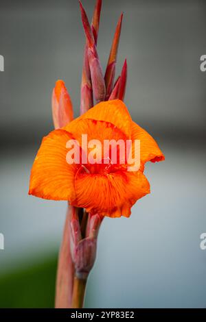 Nahaufnahme der orangefarbenen Canna Blume im Garten Stockfoto