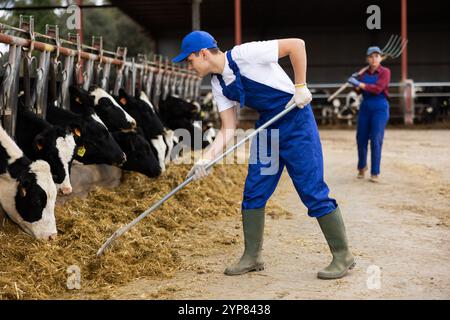 Fokussierte männliche Landwirte in Europa, die Heu anordnen und Kühe in Viehzuchtbetrieben füttern Stockfoto