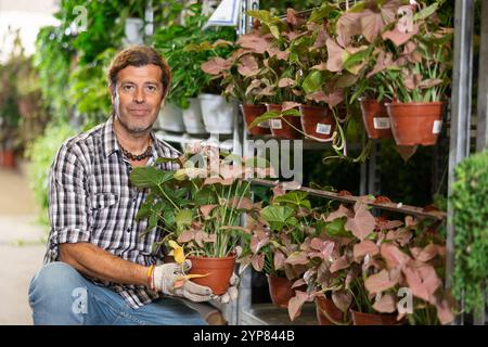 ErwachsenenFlorist untersucht syngonium mit rötlichen Blättern im Pflanzengeschäft Stockfoto