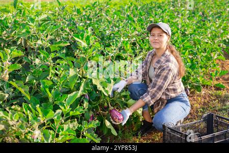 Positive Frau, die Auberginen am Tag auf dem Feld erntet Stockfoto
