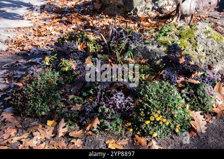 Herbstpflanzen wachsen im Garten des High Park in der Bloor Street West in Toronto, Ontario, Kanada Stockfoto