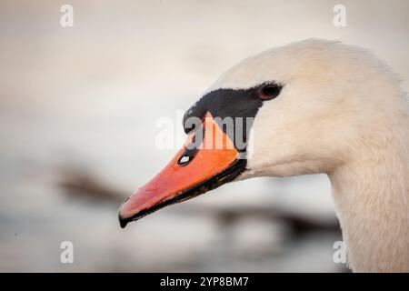 Eine Nahaufnahme des Schwanenkopfes, die die Details des Vogels erfasst und seine Eleganz und natürliche Schönheit unterstreicht. Schwäne, oder cygnus, sind weiße bir Stockfoto