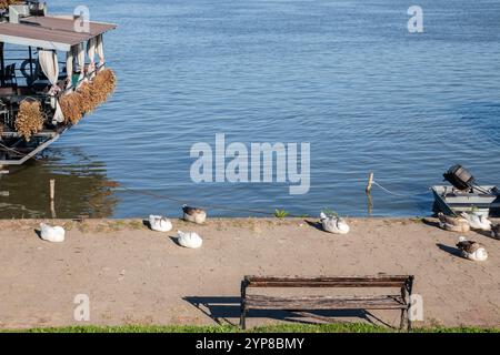 Schlafende Gänse ruhen sich friedlich an einem Kai entlang der Donau in Grocka, Serbien, aus und veranschaulichen eine ruhige Szene der Tierwelt in ihrem natürlichen Lebensraum Stockfoto