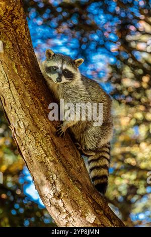 Ein Waschbär steht auf einem Baumzweig. Der Waschbär schaut auf die Kamera Stockfoto