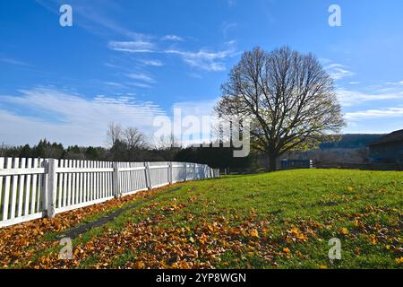 Herbstblattfarbe mit Ahornbaum und weißem Pflückzaun Stockfoto