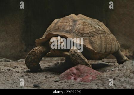 Eine Sulcata-Schildkröte, die auf dem Sandboden läuft Stockfoto