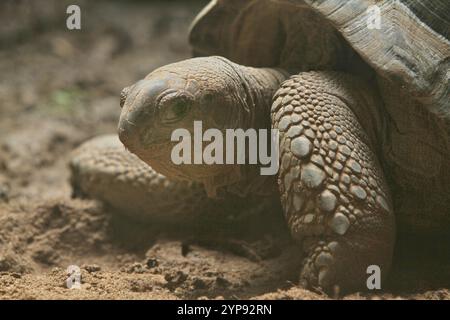 Eine galapagos-Schildkröte wandert auf dem Sandboden Stockfoto