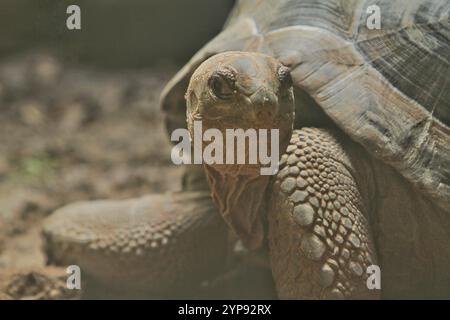 Eine galapagos-Schildkröte wandert auf dem Sandboden Stockfoto