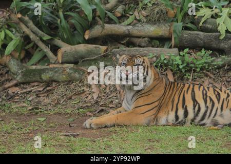 Ein Sumatrantiger, der im Gras liegt und die Umgebung beobachtet Stockfoto