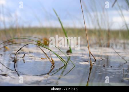 Blick auf die Wasseroberfläche des Feuchtgebiets im Everglades National Park Stockfoto