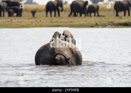 Afrikanischer Elefantenbulle, der den Chobe River überquert. Von hinten gesehen, Rückansicht. Chobe Nationalpark, Botswana, Afrika. Stockfoto