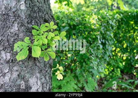 Zweig mit jungen grünen Blättern auf einem Baumstamm. Frühlingserneuerung der Natur. Stockfoto