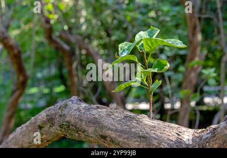 Zweig mit jungen grünen Blättern auf einem Baumstamm. Frühlingserneuerung der Natur. Stockfoto