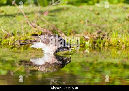 Eurasian sparrowhawk Accipiter nisus, Unreife männliche Trinken, Suffolk, England, November Stockfoto