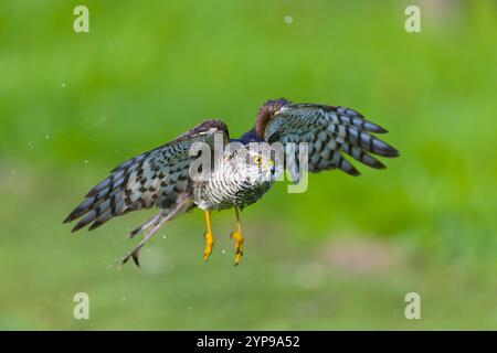 Eurasian sparrowhawk Accipiter nisus, Unreife männliche Fliegen, Suffolk, England, November Stockfoto