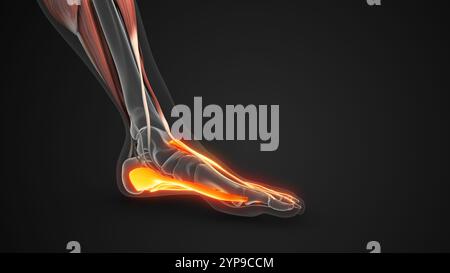 Plantarfaszienband Zur Unterstützung Der Fußgewölbestabilität Stockfoto