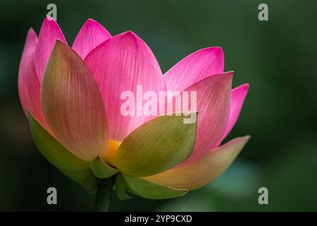 Vacratot, Ungarn - schöner rosa heiliger Lotus, indischer Lotus (Nelumbo Nucifera) oder einfach Wasserlilie ist eine von zwei noch existierenden Arten von Wasserpflanzen in Stockfoto