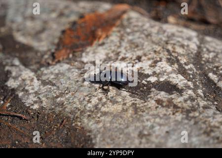 Schwarzer Käfer auf einem Stein im Wald Stockfoto