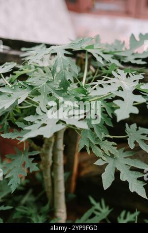 Ein junger Papaya-Baum mit leuchtend grünen Blättern, der in einem Garten oder in einer tropischen Umgebung wächst Stockfoto