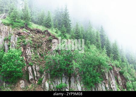 Grüne Berglandschaft mit einer Mischung aus Nadelbäumen und Sträuchern. Felsiges Gelände ist teilweise mit Vegetation bedeckt und die Szene ist von einem Licht umgeben Stockfoto