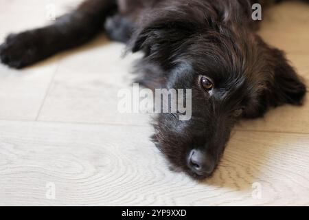Schwarzer Hund Welpe, der zu Hause auf dem Boden liegt, in die Kamera schaut, Nahaufnahme Porträt Stockfoto