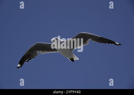 Möwe im Flug Stockfoto