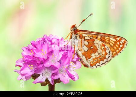 Silver-Washed Fritillary, Bedfordshire, Vereinigtes Königreich, 18. Mai 2008 Stockfoto