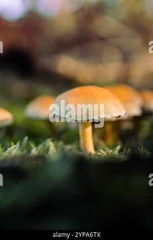 Goldener Pilz in Mossy Forest Floor Nahaufnahme Stockfoto