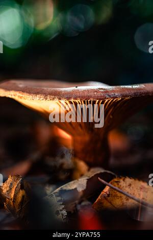 : Sonnendurchflutete Pilzkiemen im Waldboden Stockfoto