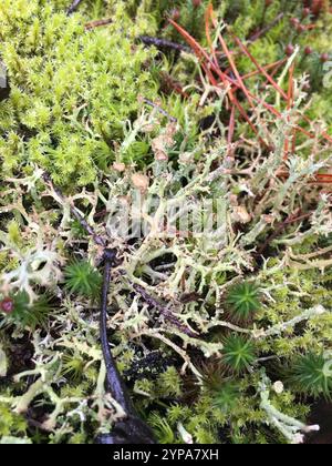 Glatte Hornflechte (Cladonia gracilis) Stockfoto