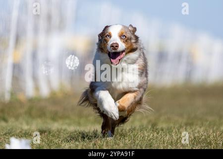 Australian Shepherd Aussie Running Lure Course Sprint Dog Sport Stockfoto