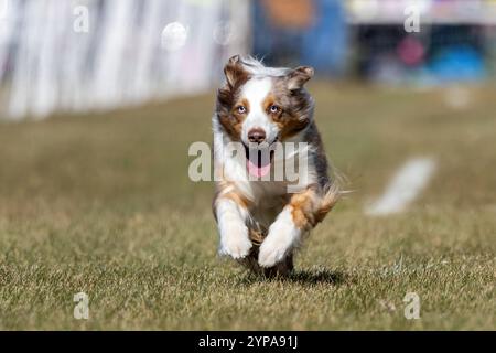 Australian Shepherd Aussie Running Lure Course Sprint Dog Sport Stockfoto