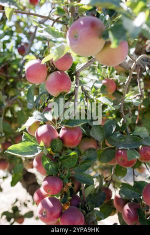 Reife rote Äpfel hängen an einem Baum und grüne Blätter im Sonnenlicht. Stockfoto