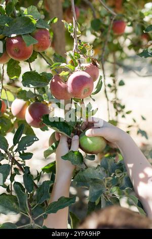 Nahaufnahme von Händen, die Äpfel von einem Baum in einem Obstgarten pflücken Stockfoto