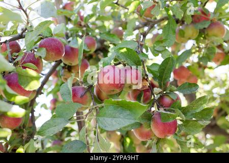 Nahaufnahme von roten Äpfeln, die auf Blattzweigen in einem Obstgarten wachsen Stockfoto