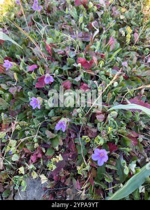 Mediterraner Storchenschnabel (Erodium Botrys) Stockfoto