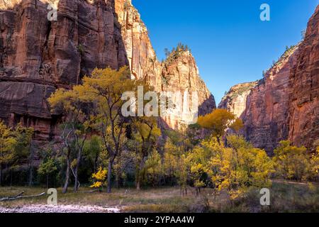 Erkunden Sie die atemberaubende Landschaft des Zion-Nationalparks mit dem Virgin River, der durch malerische Slot Canyons und lebhaftes Herbstlaub fließt. Stockfoto
