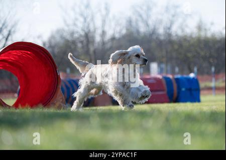 Züchten Sie englischen Cocker Spaniel. Hunderennen in Agilität. Stockfoto