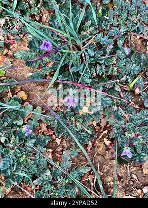 Mediterraner Storchenschnabel (Erodium Botrys) Stockfoto